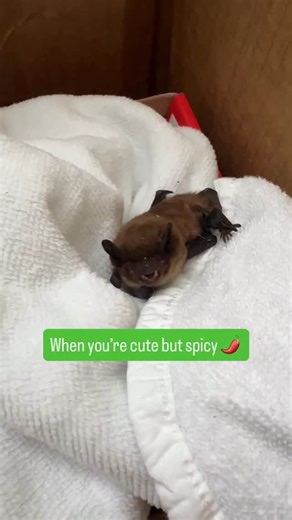 This little evening bat was on the ground after the finders heard a loud noise outside. We assume he may have hit a window or fell from where he was roosting, but he’s doing well so far. I’m so glad he’s already feeling well enough to yell at me! 🦇❤️ #rescuerehabrelease #bats #wildliferescue #wildlife #batrescue | Central Florida Bat Rescue
