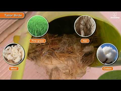 Nests of Birds | Science for Kids | Grade 3 | Periwinkle