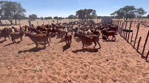 WE HAVE A LOT TO LEARN FROM NAMIBIA As a goat breeder based in Botswana,we have made it a priority to search for and visit top breeders in Namibia so as to create a network and exchange knowledge,skills and genetics. The small stock sector has many types of breeds that thrive in semi arid regions,Namibia is doing very well in this type of farming even thought they receive less rain fall annually than most parts of Botswana. *The number of slaughter sheep and goats export from Namibia to South Af