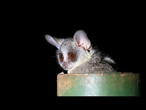 African Bush Babies in Kruger National Park, South Africa
