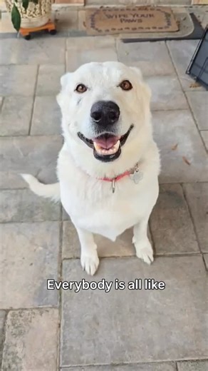 Sam I Am is back with SDC - to no fault of his own. The feedback: he's just too chill. 🤣 If you're looking for a gentle giant - he's your guy. His perfect adopter takes him on walkies everyday to help him lose a few pounds because this guy really likes to relax. Check out his profile: https://www.wagtopia.com/search/pet?id=2533651&name=Sam I Am | Sauver Des Chiens German Shepherd Dog Rescue