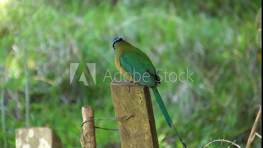 A cute Amazonian motmot bird (Momotus momota, a colorful near-passerine bird in the family Momotidae), resting on the wood of an enclosure.