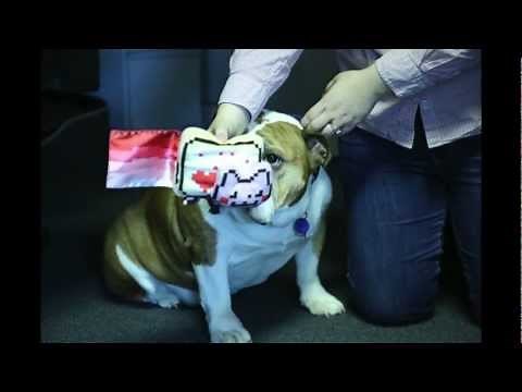 Gund Nyan Cat 6 inch Plush with Sound from ThinkGeek