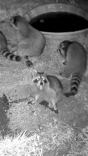 Why are raccoon kits so ridiculously cute!? 😍 #babyraccoons