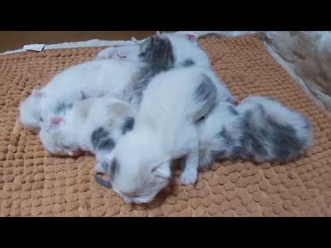 7 Two-Day-Old Kittens Sleeping Together While Mom Enjoys Her Meal | Meowing TV.