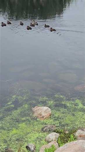 Wild ducklings paddling away with mother duck on the water