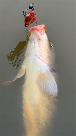 Best fish with best hunting technique for easy fishing rod?!