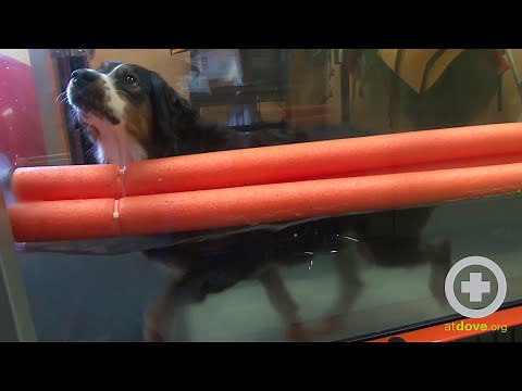 Preparation for The Underwater Treadmill for Dogs