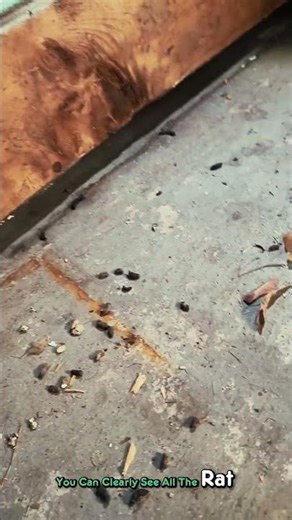 Keep your property secure from unwanted guests! 🐁🏗️