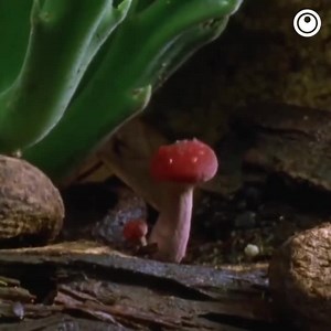 Funghi in time laps! | Scienzintasca