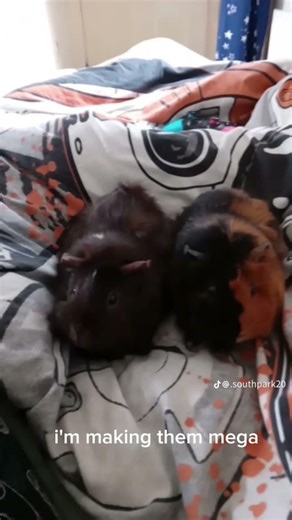guinea pigsssssssss #guineapig #adoptme #roblox