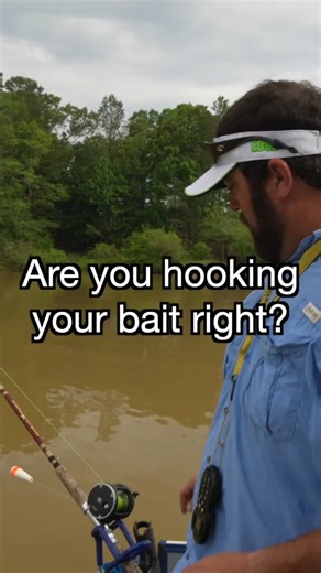 2.5K views · 40 reactions | Hooking your bait correctly can be the difference between a PB and a missed fish. Unsure of the best way to do so? Check out this tip from our archives where Marshall Hughey talks about how to hook skipjack correctly! For more tips and tricks, visit us online at ➡️ https://catfishnow.com/MAG/ #CatfishBait #SkipJack #HookSet #Fishing #Catfish #SpawningSeason #CatfishNOW | Catfish NOW | Facebook