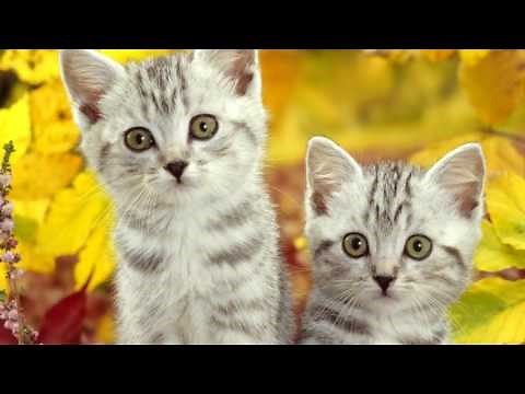 How cats communicate