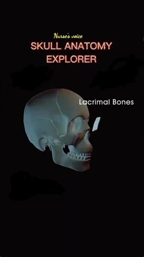 Skull Anatomy #nursingeducation #anatomy #medical #skull