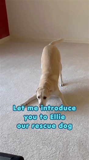 Introducing Ellie #puppy #dogsofyoutube #rescuedog