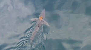 Out in the ocean, you never know what you'll "sea." For example, here's an octopus taking a ride on a shark’s back! | The Commercial Appeal