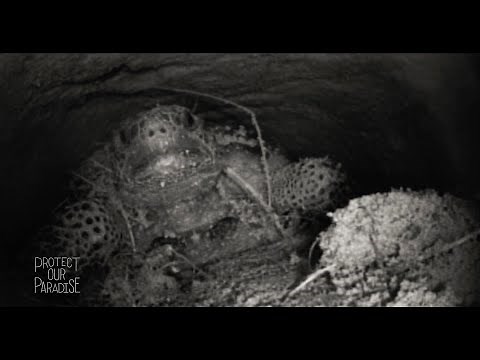 Gopher Tortoise Burrow | Protect Our Paradise | Discover Florida Channel