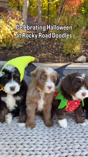 Rocky Road Doodles | Have you ever put a costume on your dog and suddenly… they forget how to move? 👻🎃 • • • #bernedoodle #bernedoodles... | Instagram