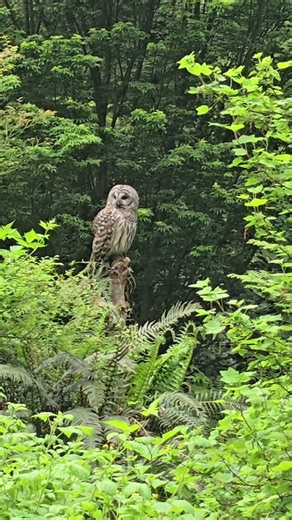 Up Close with a Barred Owl | Nature’s Silent Hunter