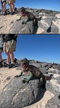 Learning About Marine Iguanas at Punta Suarez | Española Island | Galápagos