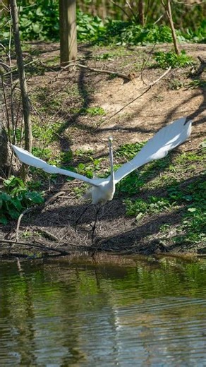 Grace in Motion: The Great Egret’s Perfect Landing You Must See!