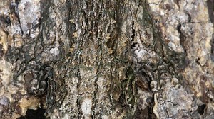 Everyone can see the tree but you have a high IQ if you spot the hidden critter