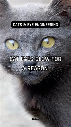 Cat eyes glow for a reason. Tapetum lucidum recycles light.