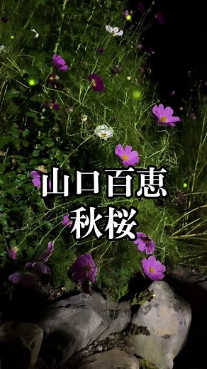 秋桜の季節と山口百恵の曲
