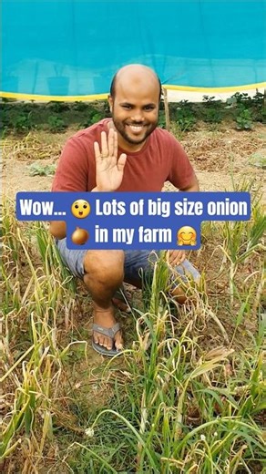 Village Spices Farming | Onion Farming | Onion Harvesting | 🧅😲🤗 | #shorts #viral #onion #farming