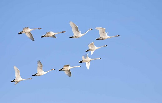 What is the Atlantic Flyway? Why It's Important and the Birds That Use It