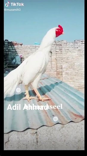 full whait #foryou #birds #swataseels #fortniteclips #adilahmadaseelloverpeshawer