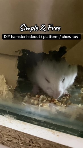 DIY Hamster Hideout: Simple and Fun Creation