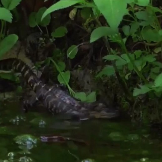Snake hunting crocodile😱 #wildanimals #snake #crocodile #animals