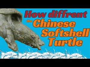 the unique chinese softshell turtle, care guide
