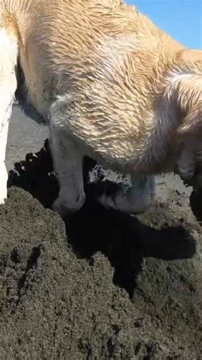 A Labrador Digging in the Sand | Japan
