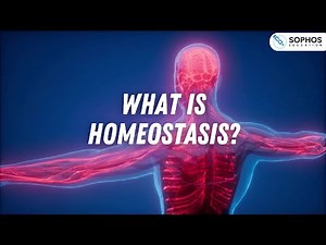 What is Homeostasis?