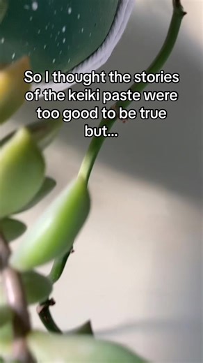 Exciting Winter Growth with Keiki Paste