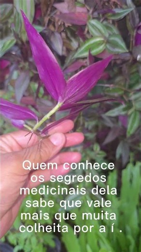 Secrets of the purple lambari fish