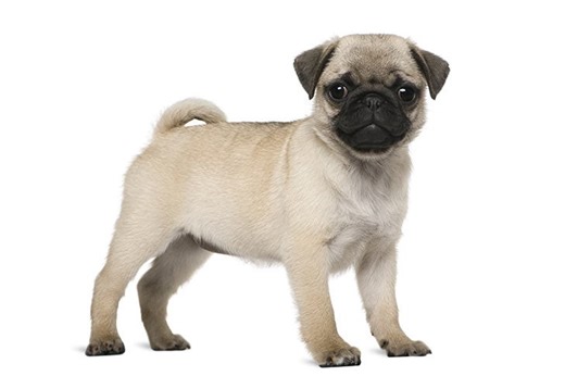 Pug Puppies For Sale In Sidney, NY