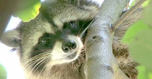 Untamed:Untamed Season 4 Premieres April 21