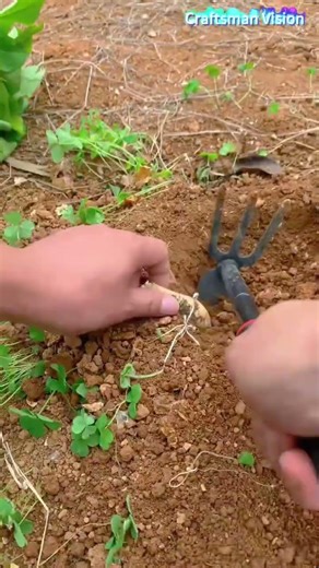 High quality sweet potato planting technology
