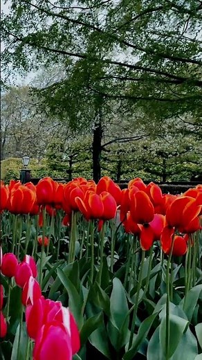 Keukenhof Tulips in Full Bloom 🌷