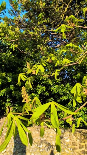 🎵🎶 Chestnut tree on 19 March