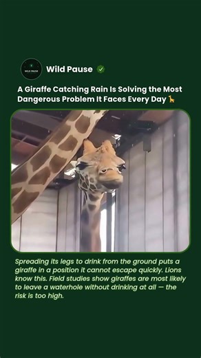 A Giraffe Would Rather Catch Rain Than Risk the Waterhole #shorts #giraffe #animals