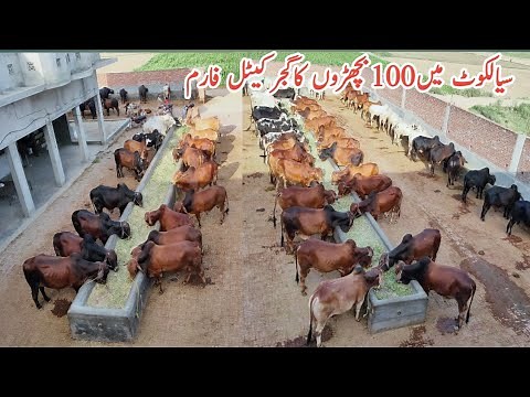Gujjar Cattle Farm Sialkot||Calf Fattening Business in Pakistan||Biggest Bachra Farming in Pakistan