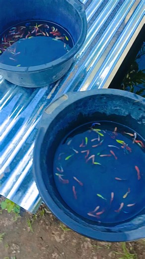 2.3K views · 43 reactions | Look at the first harvest of small betta fish, some of them are already big #betta | Alie | Facebook