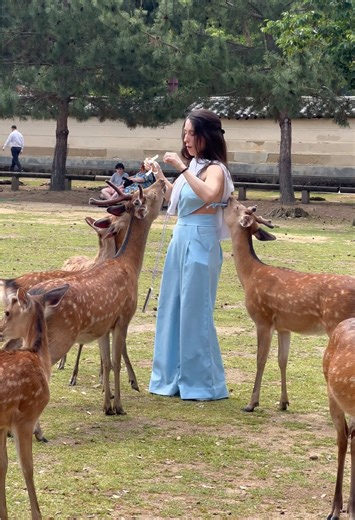Tourists Feeding Shika Senbei to Friendly Deer 😍🦌🍘 | Nara Park Deer in Japan #narapark #japanvlog #japan #naradeer