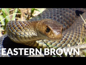 The Most Deadly Snake in Australia! ft Eastern Brown Snake