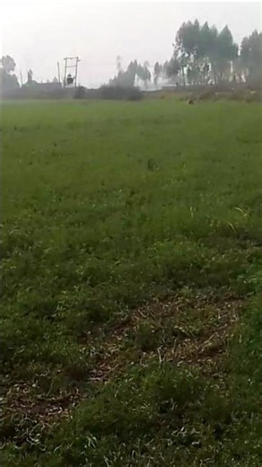 sikho aap Daunlod kare funny video short #shortvideo #funny #comedyshorts