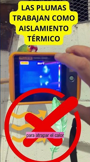 ¿Realmente Confías en tu Cámara Térmica? 🦜 #termografia #test